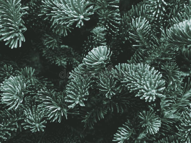 Fraser Fir Christmas Texture Background