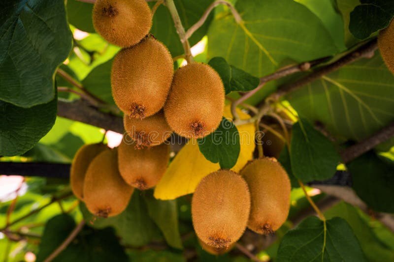 Frash kiwi Actinidia chinensis na drzewie z gałąź i liśćmi zdjęcie royalty free Frash kiwi Actinidia chinensis na drzewie z gałąź i liśćmi zdjęcie royalty free