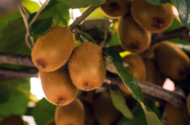 Frash kiwi Actinidia chinensis na drzewie z gałąź i liśćmi obraz stock Frash kiwi Actinidia chinensis na drzewie z gałąź i liśćmi obraz stock