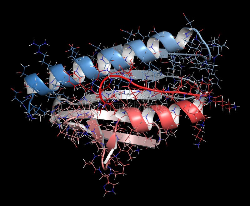 Frataxin (human) mitochondrial protein. Reduced expression causes Friedreich\'s ataxia. 3D illustration. Cartoon & wireframe representation. N-term to C-term gradient coloring. Frataxin (human) mitochondrial protein. Reduced expression causes Friedreich\'s ataxia. 3D illustration. Cartoon & wireframe representation. N-term to C-term gradient coloring