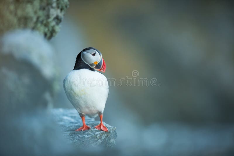 Fraterculaarctica Het wild van Noorwegen Mooi beeld Van het Leven van Vogels Vrije Aard Rundeeiland in Noorwegen Sandinavian stock afbeelding Fraterculaarctica Het wild van Noorwegen Mooi beeld Van het Leven van Vogels Vrije Aard Rundeeiland in Noorwegen Sandinavian stock afbeelding