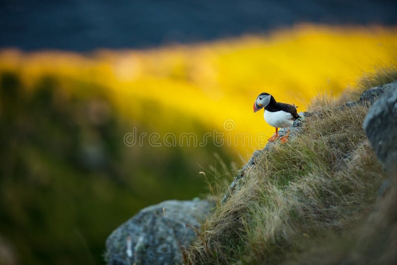 Fraterculaarctica Norge djurliv h?rlig bild Fr?n livet av f?glar fri natur Runde ? i Norge Sandinavian arkivbilder Fraterculaarctica Norge djurliv h?rlig bild Fr?n livet av f?glar fri natur Runde ? i Norge Sandinavian arkivbilder