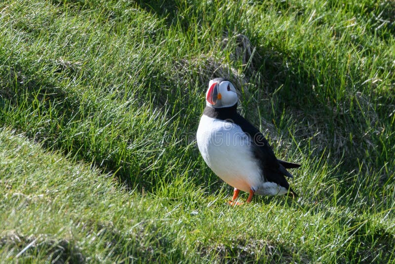 Fraterculaarctica, Papegaaiduiker van IJsland royalty-vrije stock fotografie Fraterculaarctica, Papegaaiduiker van IJsland royalty-vrije stock fotografie