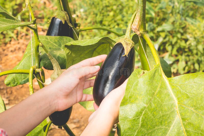 Woman holding an aubergine after picking in autumn, close-up. Woman holding an aubergine after picking in autumn, close-up