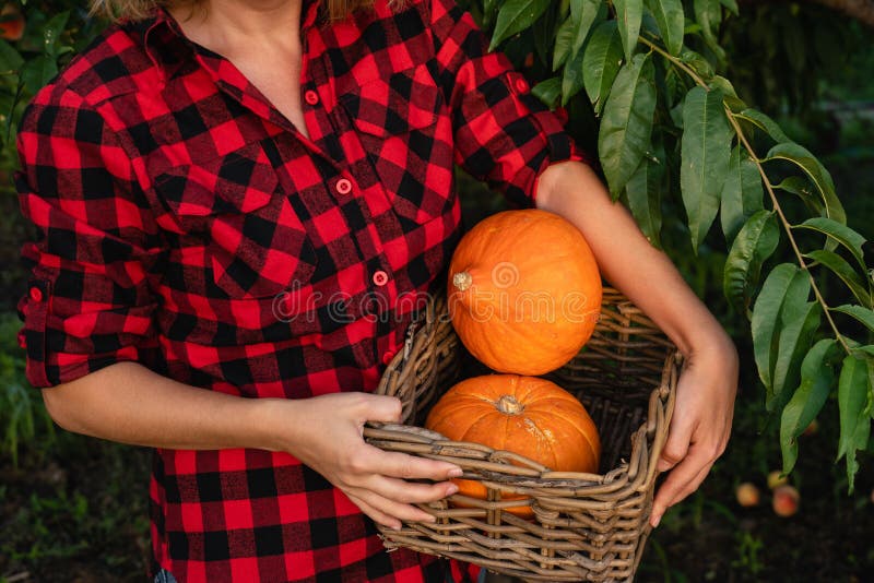 Frau, die einen Korb mit orange Kürbisen hält lizenzfreies stockbild Frau, die einen Korb mit orange Kürbisen hält lizenzfreies stockbild