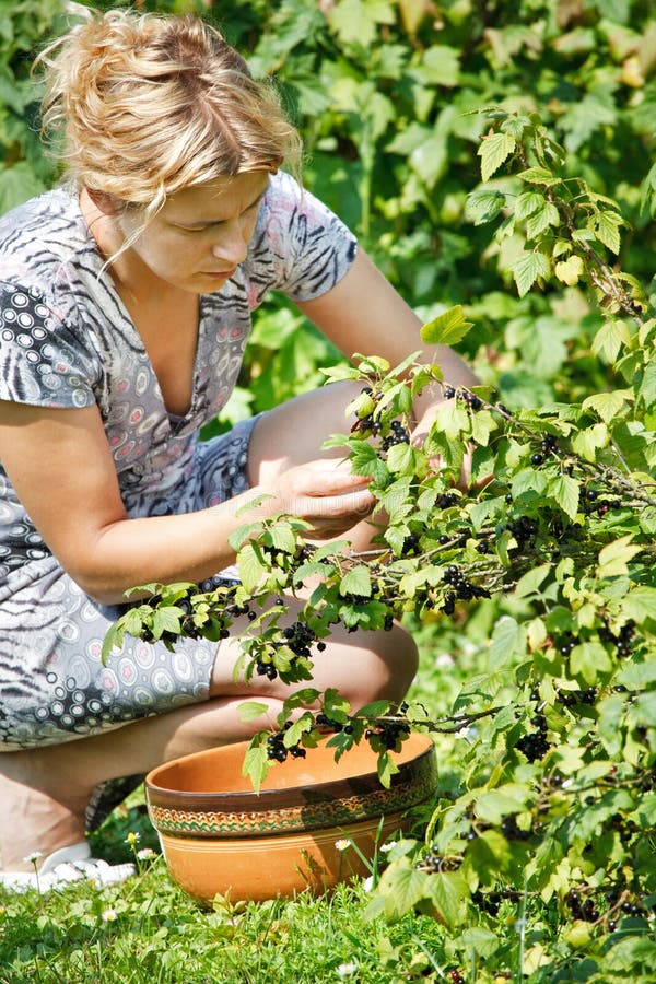 Woman picking fresh organic black currant from bush in a garden. Woman picking fresh organic black currant from bush in a garden