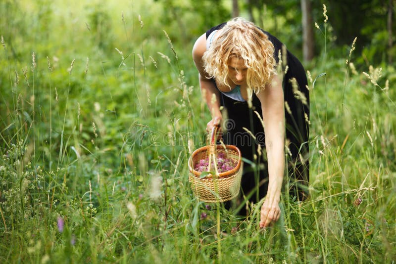 Woman picking herbal tea in long grass,soft and mild scene. Woman picking herbal tea in long grass,soft and mild scene