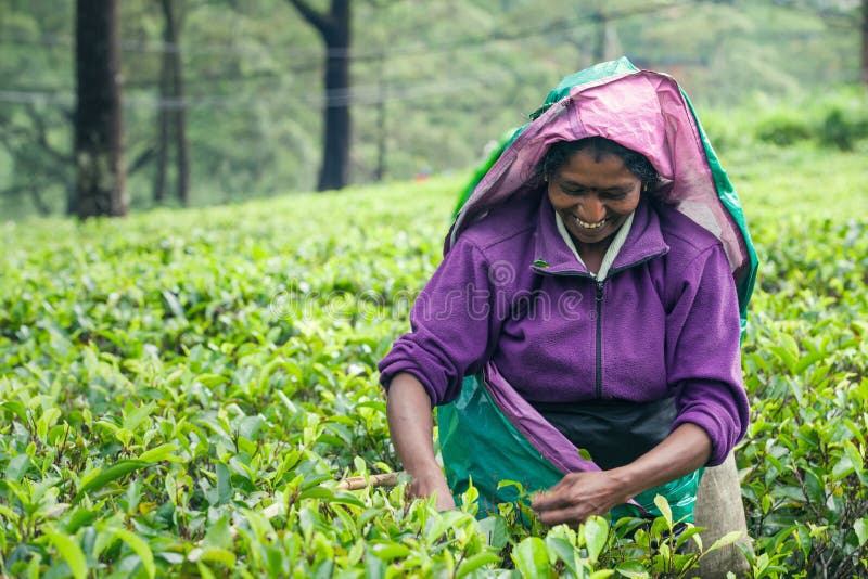 Woman working on Sri Lankan tea plantations. A smiling woman is picking tea leaves at a plantation in Sri Lanka. Woman working on Sri Lankan tea plantations. A smiling woman is picking tea leaves at a plantation in Sri Lanka.