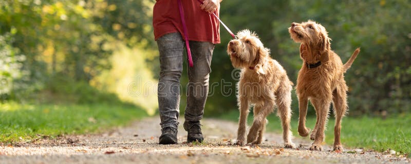Frau geht mit zwei reizenden ungarischen ungarischen Vizsla-Hunden lizenzfreie stockfotos Frau geht mit zwei reizenden ungarischen ungarischen Vizsla-Hunden lizenzfreie stockfotos
