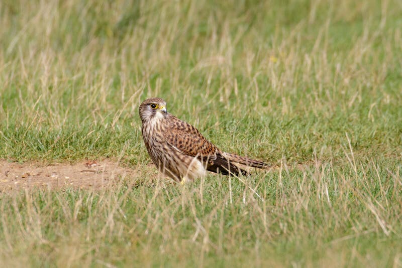 Frau-gemeiner Turmfalke (Falco-tinnunculus) aus den Grund lizenzfreies stockbild Frau-gemeiner Turmfalke (Falco-tinnunculus) aus den Grund lizenzfreies stockbild