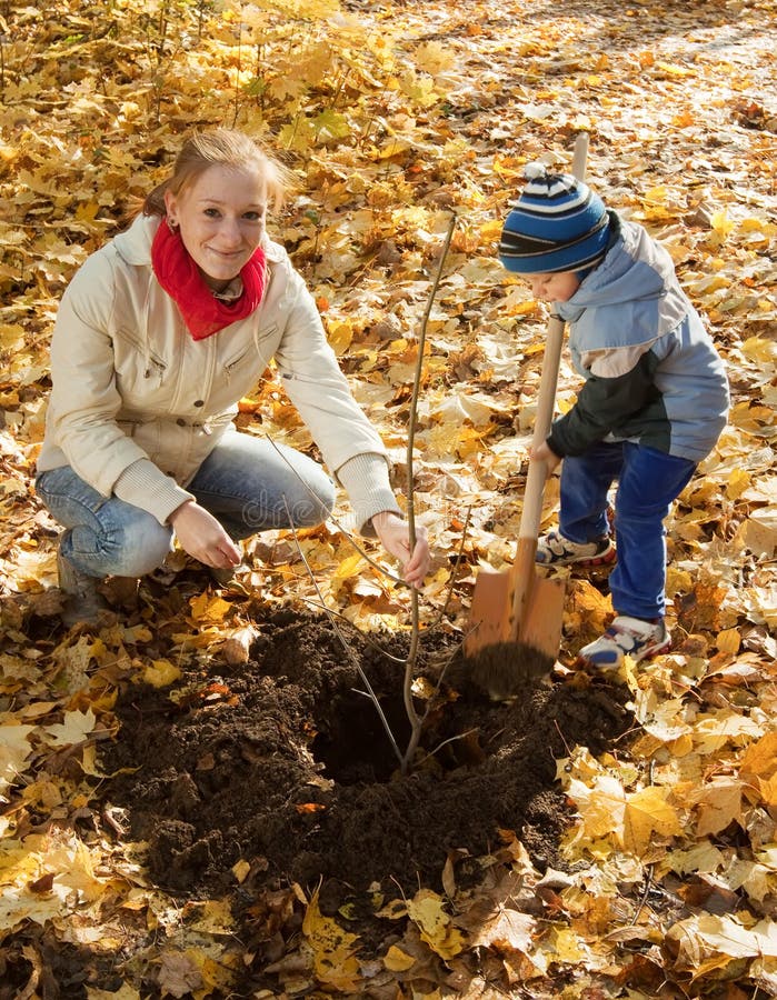 Frau Mit Dem Sohn, Der Baum Im Herbst Pflanzt Stockfoto Bild von