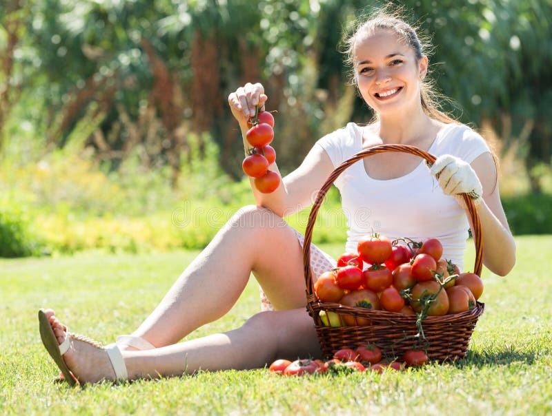 Frau Mit Tomatenernte Im Garten Stockbild Bild von
