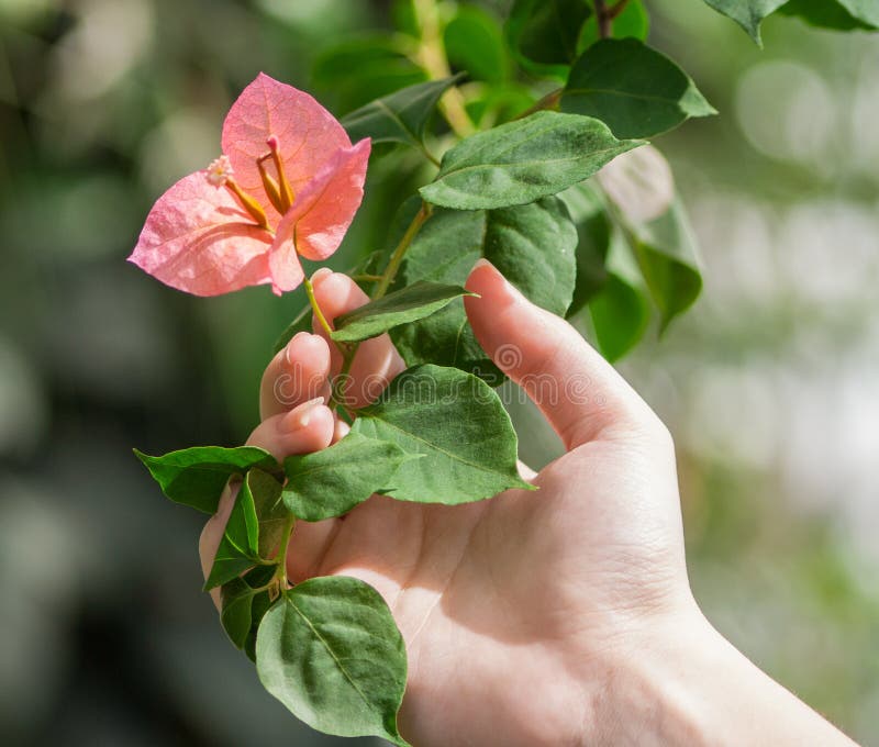 Frau ` s Hand hält eine Niederlassung mit einer Blume Heliconia