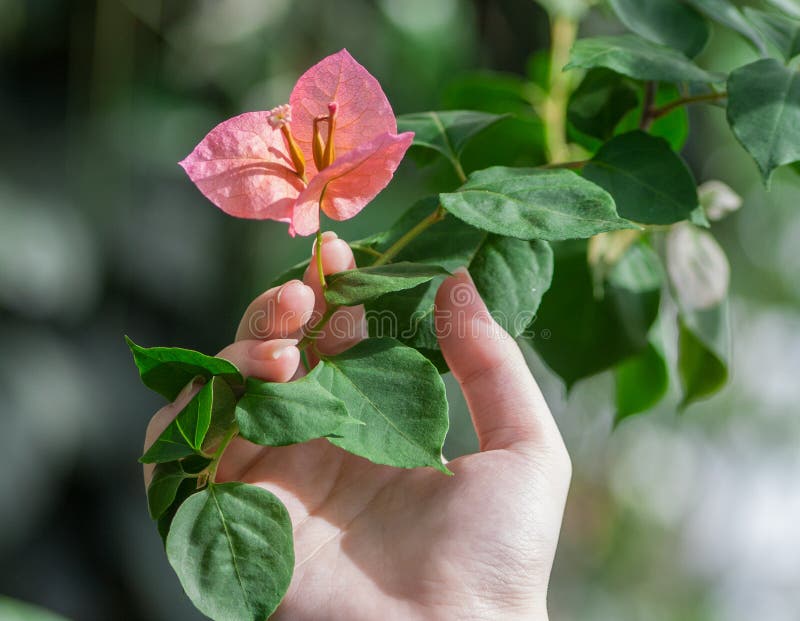 Frau ` s Hand hält eine Niederlassung mit einer Blume Heliconia