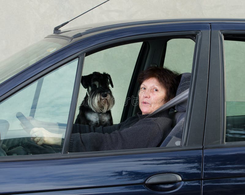 Frau und Hund im Auto stockbild. Bild von laufwerk, komisch 37968523