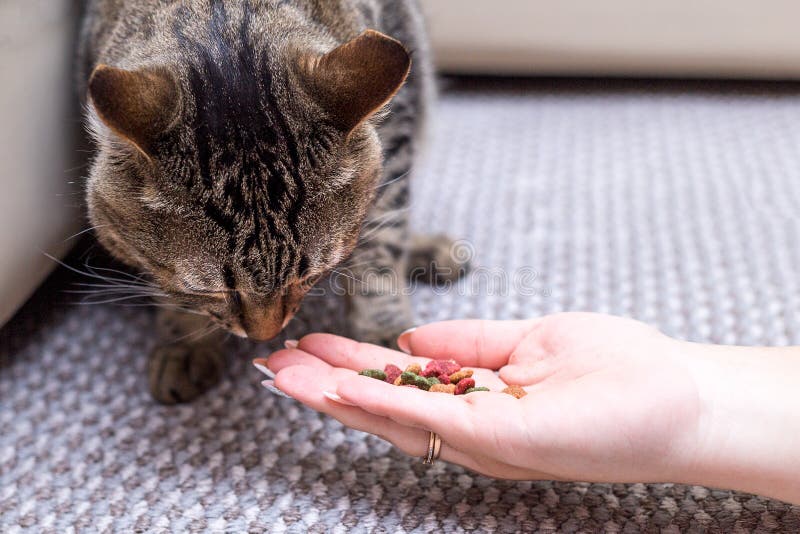 Frau zieht Katze, Katze isst von den Händen des Mädchens ein stockfotografie Frau zieht Katze, Katze isst von den Händen des Mädchens ein stockfotografie