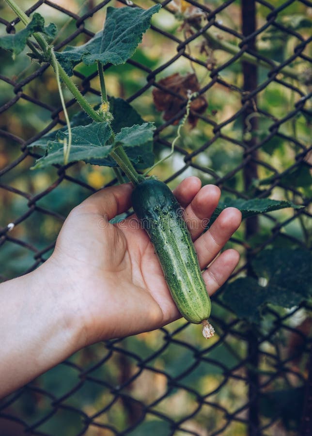 Frau übergibt das Halten einer organischen Gurke, Abschluss herauf Hand Rohes Orga lizenzfreie stockfotografie Frau übergibt das Halten einer organischen Gurke, Abschluss herauf Hand Rohes Orga lizenzfreie stockfotografie