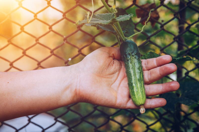Frau übergibt das Halten einer organischen Gurke, Abschluss herauf Hand Rohes Orga lizenzfreies stockfoto Frau übergibt das Halten einer organischen Gurke, Abschluss herauf Hand Rohes Orga lizenzfreies stockfoto