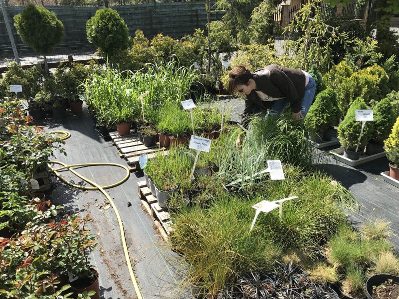 Fraueneinkaufen f?r neue Anlagen und Blumen an der Gartenarbeit und am Betriebsverk?ufer im Freien lizenzfreies stockfoto Fraueneinkaufen f?r neue Anlagen und Blumen an der Gartenarbeit und am Betriebsverk?ufer im Freien lizenzfreies stockfoto
