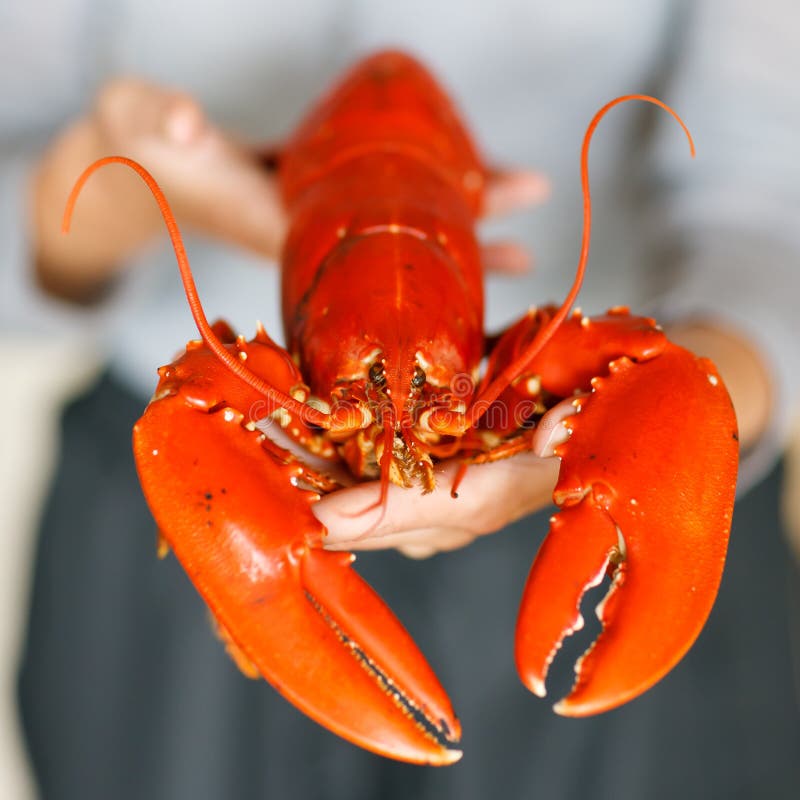 Gekochter Hummer stockbild. Bild von feinschmecker, essen - 40547177