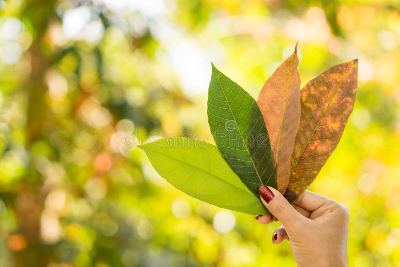 Frauenhand, die grünes Blatt gegen schönen Herbstbaum in einem Wald mit Sonnenlicht hält stockfoto Frauenhand, die grünes Blatt gegen schönen Herbstbaum in einem Wald mit Sonnenlicht hält stockfoto
