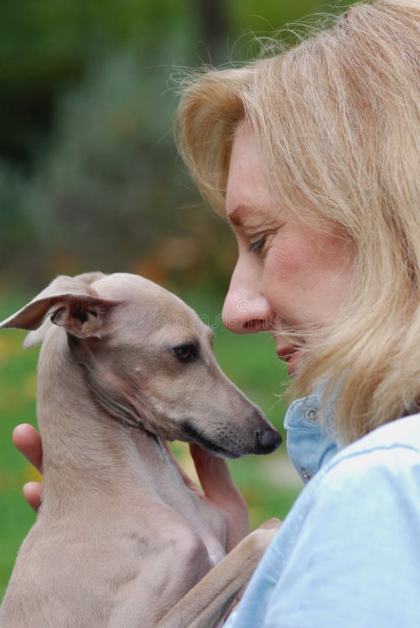 Frauenholdinghund, Italienischer Windhund Stockbild Bild