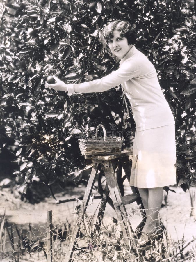 Woman picking oranges from a tree. Woman picking oranges from a tree