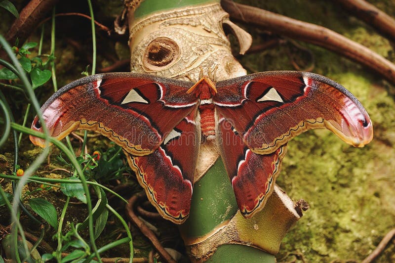 A freshly eclosed Atlas Moth showing its spectacular markings and huge wingspread, rests and dries on palm tree in a butterfly exhibit. native to Southeast Asia they are one of the largest of the Saturniid moths. A freshly eclosed Atlas Moth showing its spectacular markings and huge wingspread, rests and dries on palm tree in a butterfly exhibit. native to Southeast Asia they are one of the largest of the Saturniid moths.