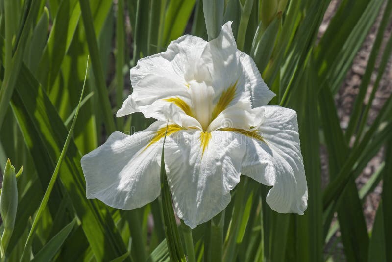 Freckled Geisha Japanese Flag Iris Stock Photo Image of ensata, plant