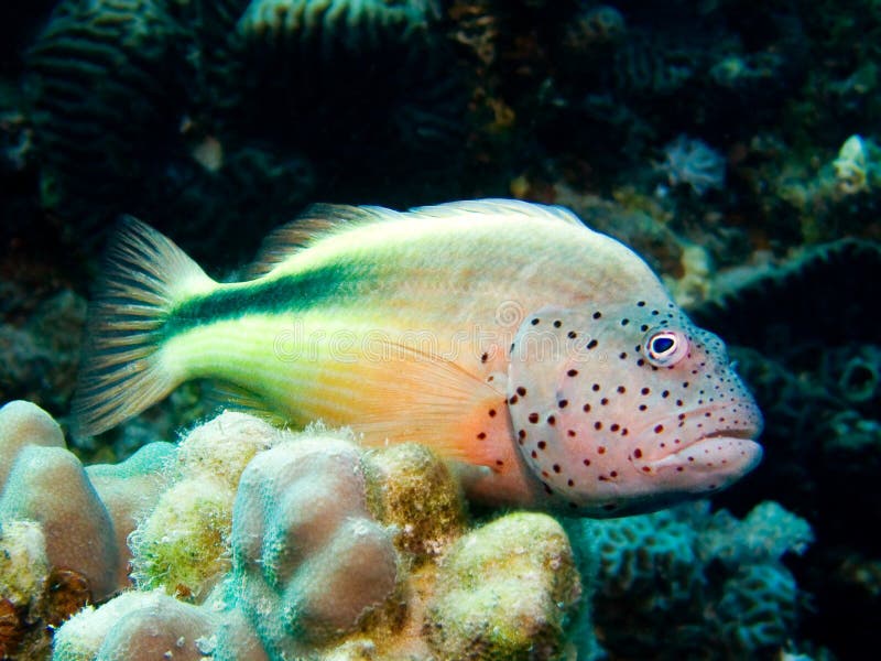 Freckled Hawkfish