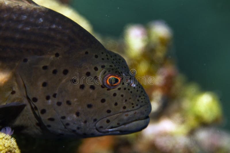 Freckled hawkfish