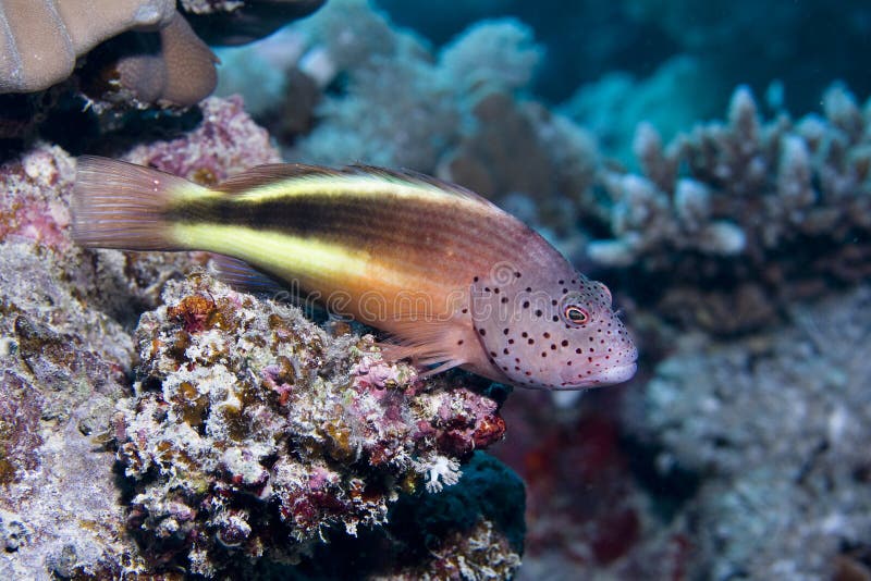 Freckled Hawkfish