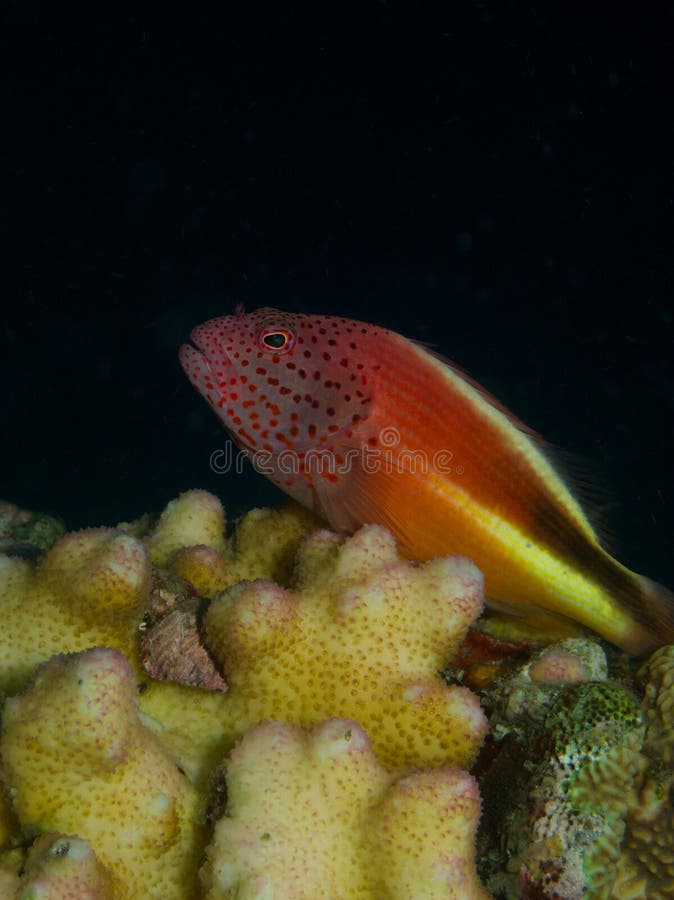 Freckled Hawkfish