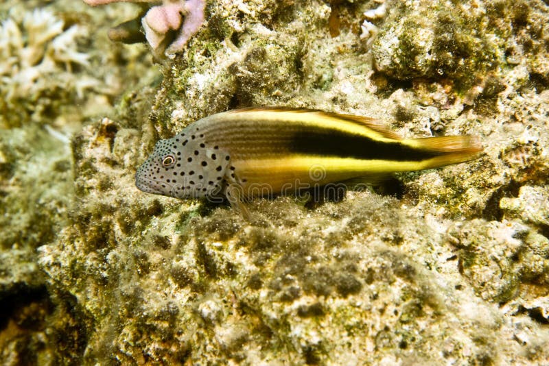 Freckled hawkfish (paracirrhites forsteri)