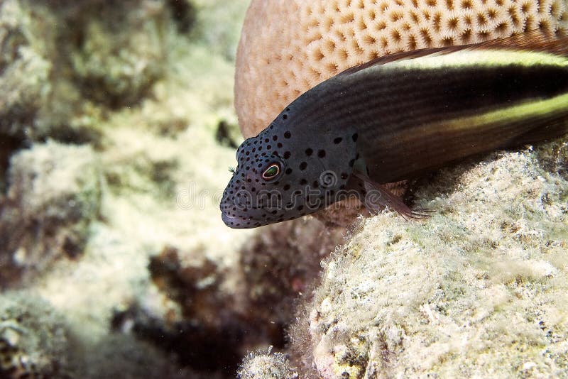 Freckled hawkfish (paracirrhites forsteri)