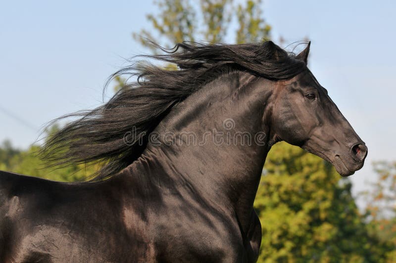 127,202 Black Horse Stock Photos - Free & Royalty-Free Stock