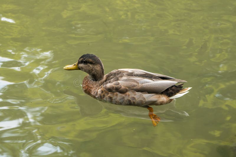 Free duck swimming in the water in Sempione Park, Milan royalty free stock photography Free duck swimming in the water in Sempione Park, Milan royalty free stock photography