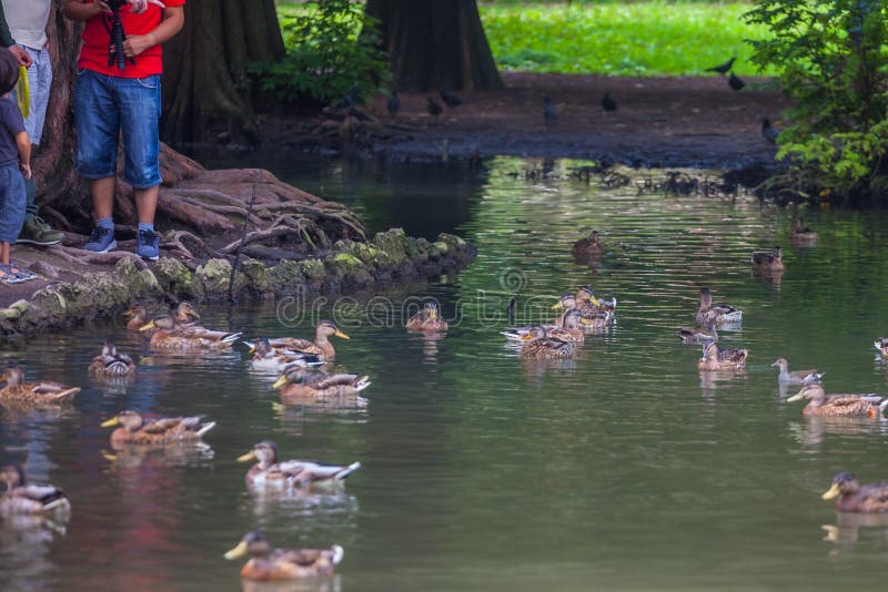 Free ducks swimming in the water in Sempione Park, Milan stock image Free ducks swimming in the water in Sempione Park, Milan stock image