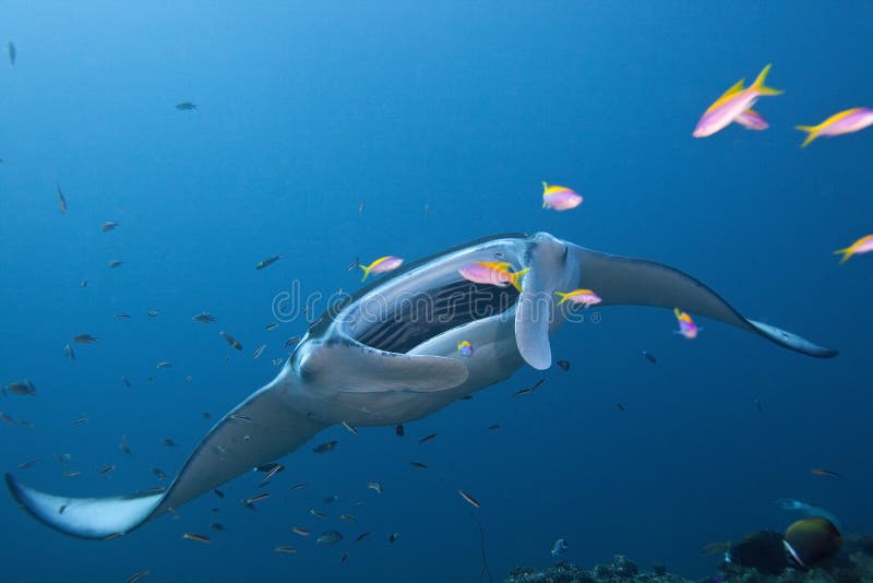Free floating stingrays under water in Maldives royalty free stock image Free floating stingrays under water in Maldives royalty free stock image