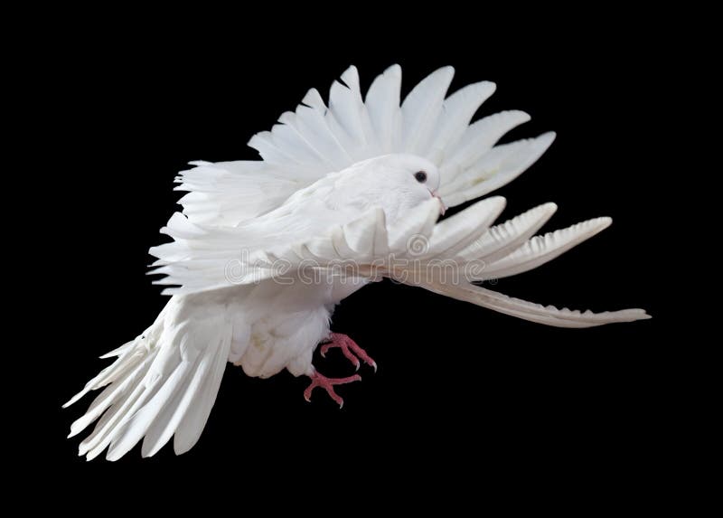 A free flying white dove isolated on a black royalty free stock images A free flying white dove isolated on a black royalty free stock images