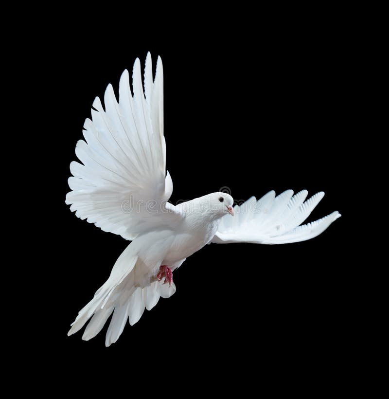 A free flying white dove isolated on a black