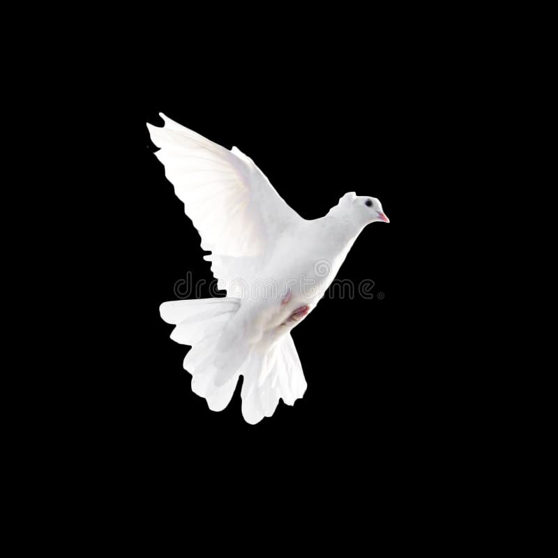 A Free Flying White Dove Isolated on a Black Background Stock Photo Image of symbol, freedom