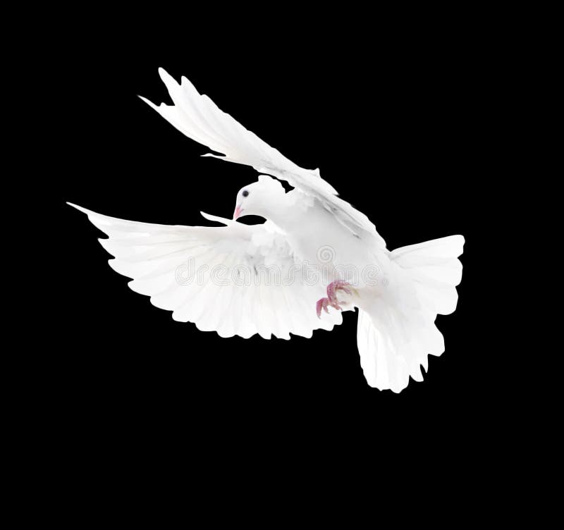 A Free Flying White Dove Isolated On A Black Background Stock Photo