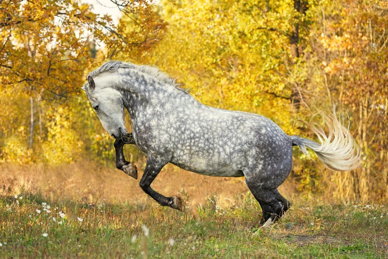 Free horse playing in the autumn background