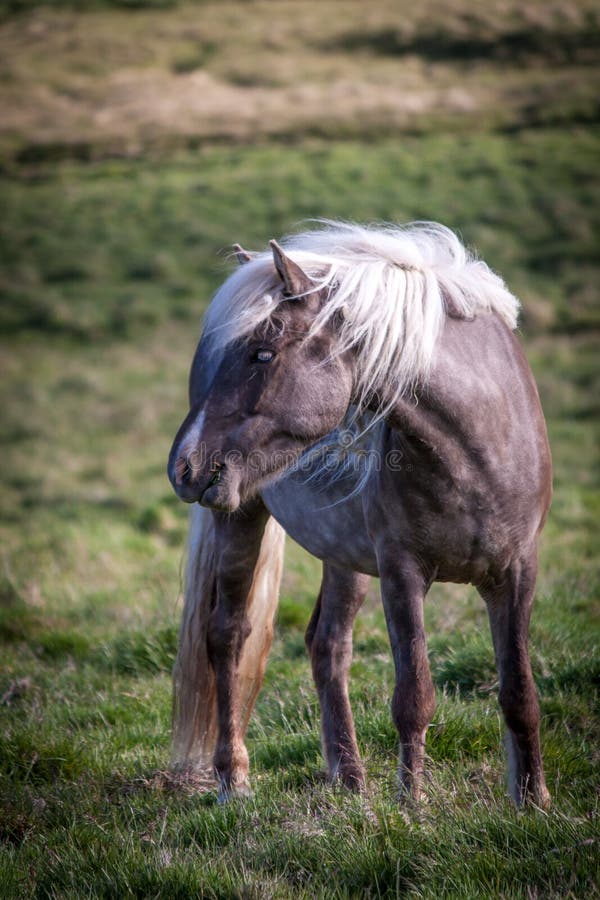 4 pics 1 word horse running sheep grazing 4 pics 1 word horse running sheep grazing