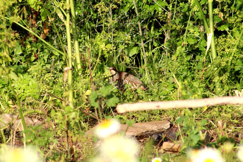 Free partridge stock photo. Image of partridge, living 89931792