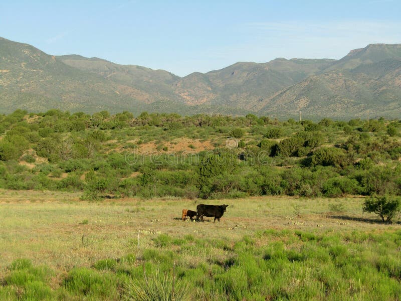 Freerange Cattle Arizona Scene Stock Image Image of agriculture