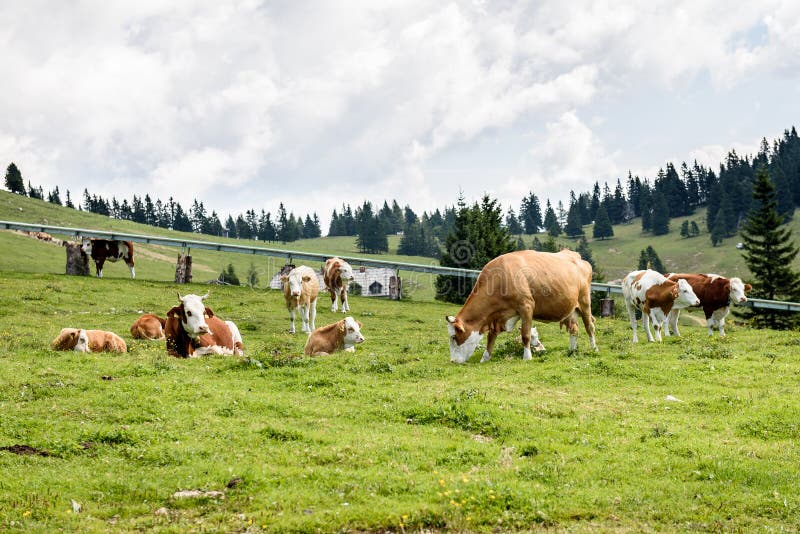 Free range cattle cows on high mountain green pasture. stock images Free range cattle cows on high mountain green pasture. stock images