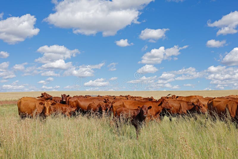 Free-range cattle grazing on a rural farm