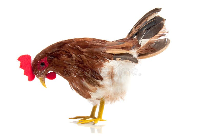 A free-range chicken